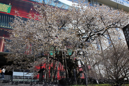 輪王寺の金剛桜