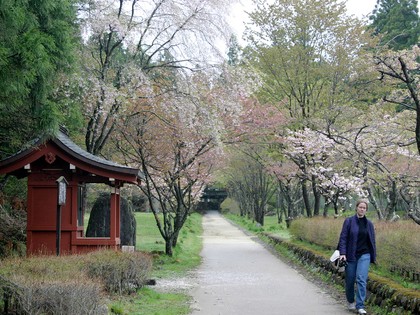 含満公園・化地蔵の桜
