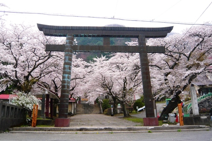 鬼怒川護国神社のソメイヨシノ
